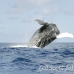 whale_humpback_h_00398_dom2445.jpg
